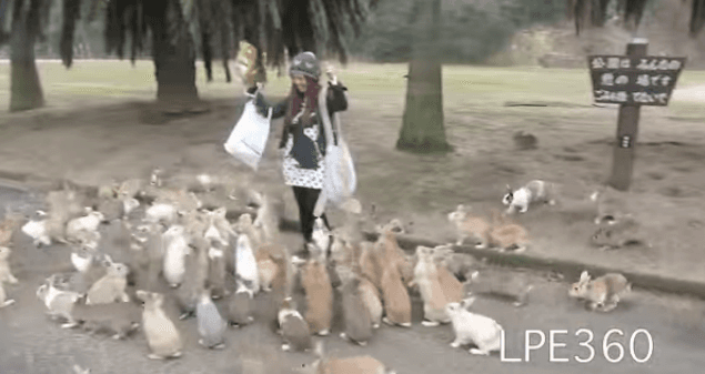 WATCH: It’s So Fluffy! Woman Attacked By Swarm Of Bunnies (Yes, We’re Jealous)