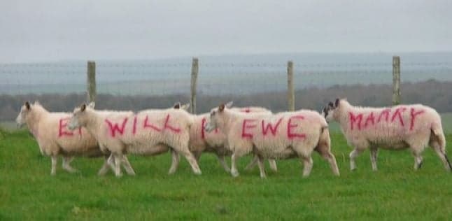 It’s Definitely a Ewe-nique Way Of Proposing Marriage…