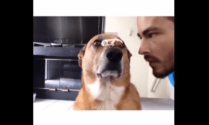WATCH: This Dog Has More Self Control Than We Could Ever Hope For