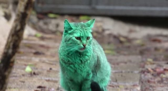 Meet The Cat Who Accidentally Turned Its Coat Green