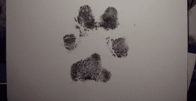 Vet Sends A Loving Reminder To One Family After They Put Down Their Dog