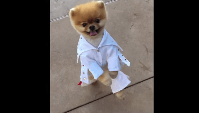 WATCH: The King Lives On – Jiff The Pomeranian Is Dressed As Elvis. This is EVERYTHING.