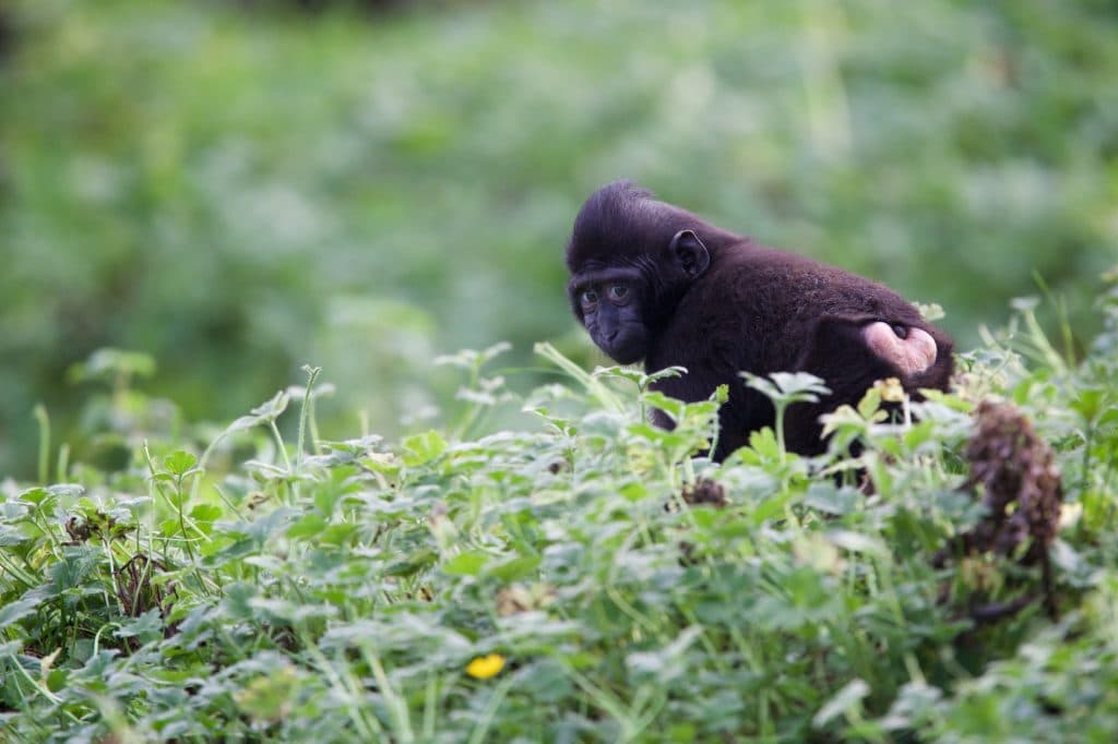 Dublin Zoo have launched an incredible date package for Valentine’s Day weekend