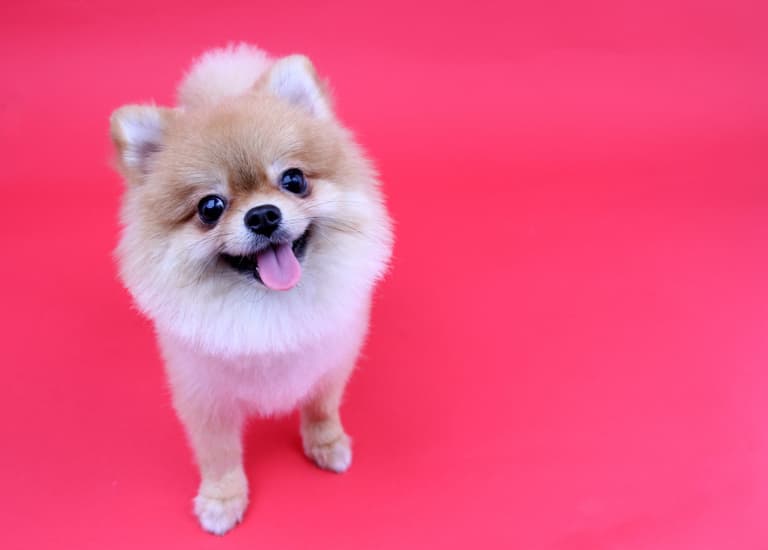 Petmania have launched a Valentine’s Day pamper package for your pooch and it’s TOO cute Petmania have launched a Valentine’s Day pamper package for your pooch and it’s TOO cute