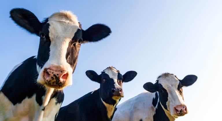 Study finds that cattle can talk to each other about how they feel Study finds that cattle can talk to each other about how they feel