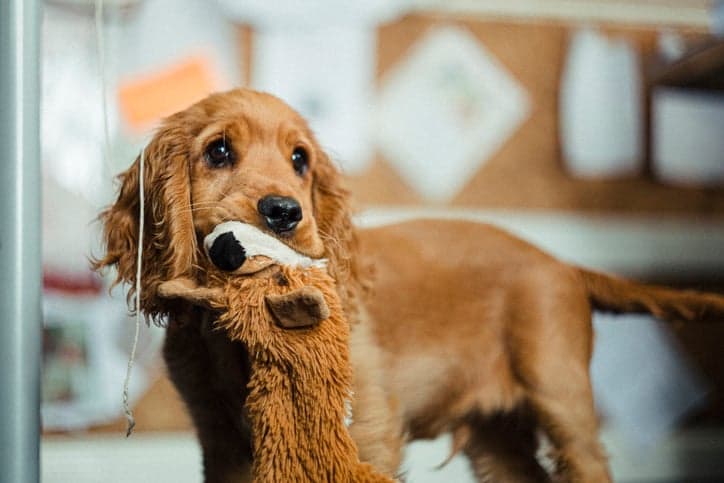Ouch! Study says that humans love their dogs more than other humans