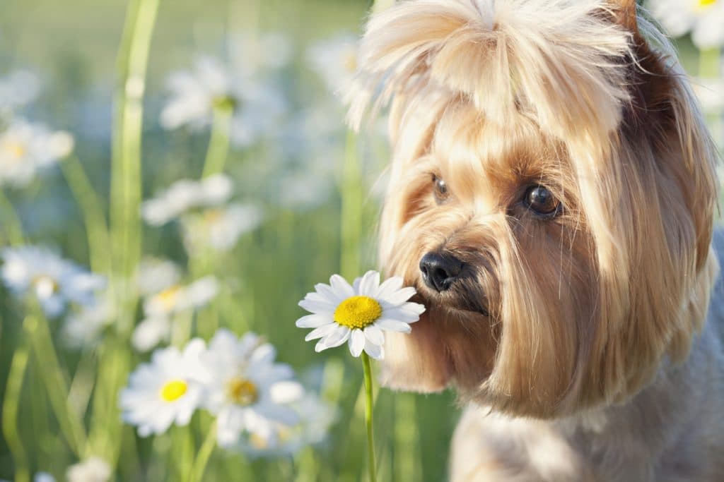 Why being patient and allowing for sniffs means the world to your dog