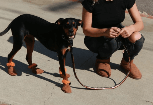 PSA: You can get Ugg boots for your dog now