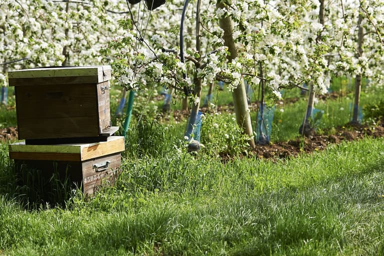 Sponsor a beehive today by playing this simple game with Pink Lady® Sponsor a beehive today by playing this simple game with Pink Lady®