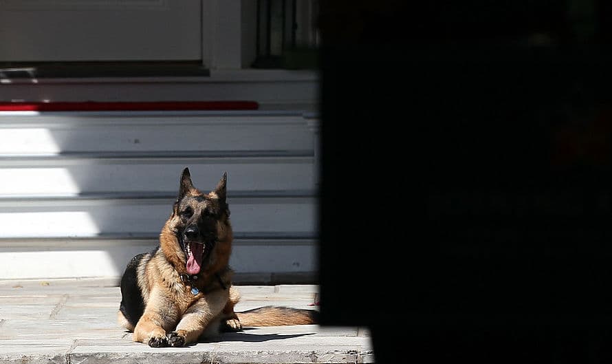 Joe Biden’s dogs sent from White House back to Delaware following “biting incident”