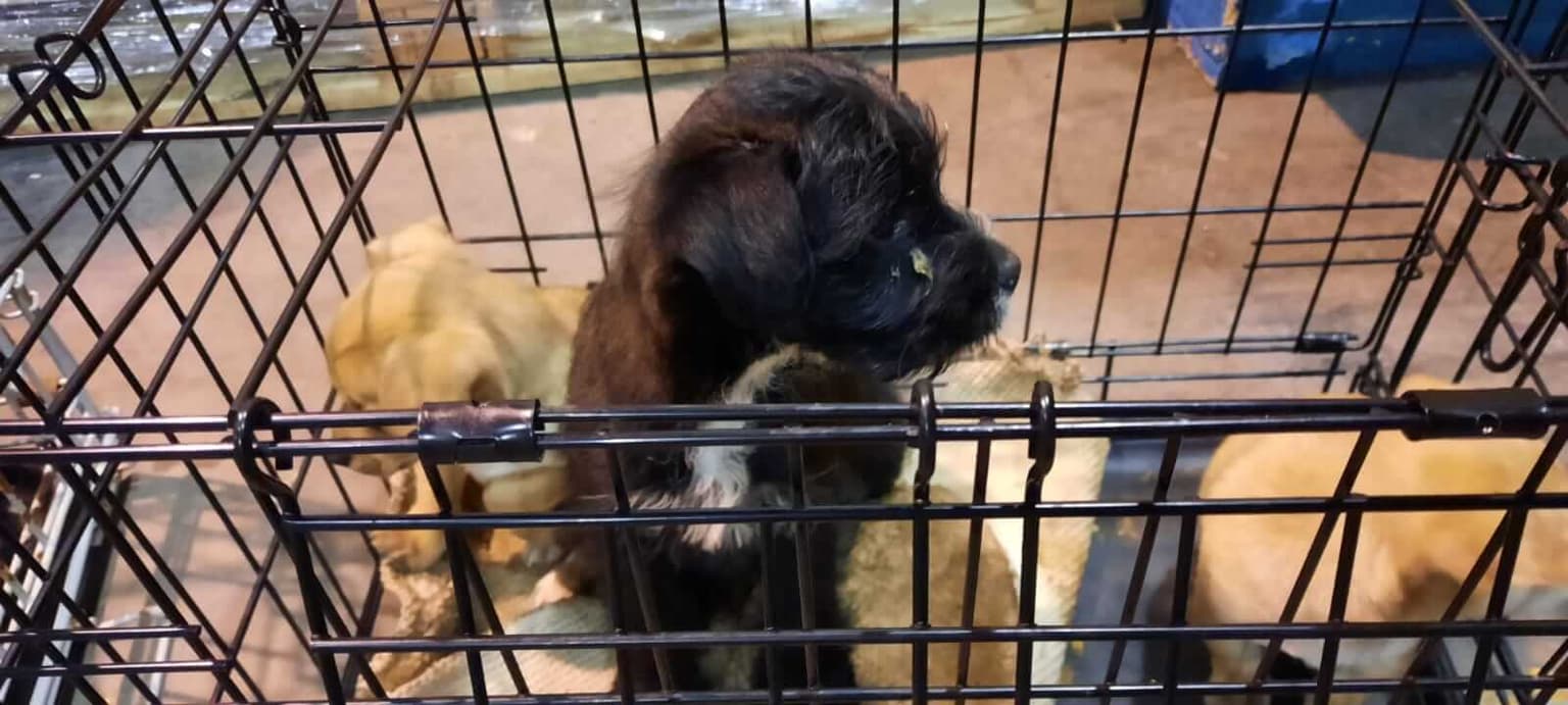 Four of 13 puppies smuggled through Dublin Port have died