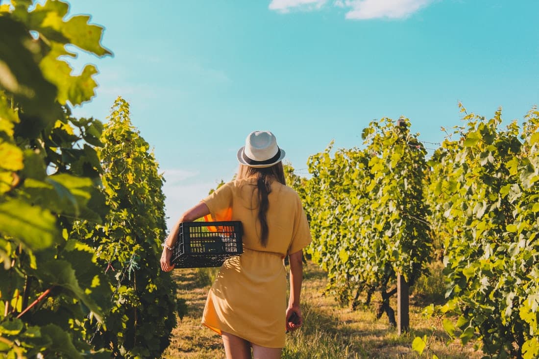 Winery offering $10,000 a month to drink wine and live rent free in California