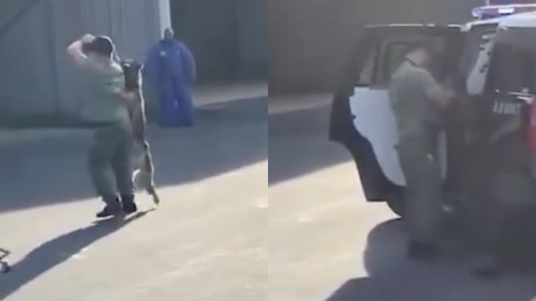 Policeman resigns over video of him choking police dog Policeman resigns over video of him choking police dog