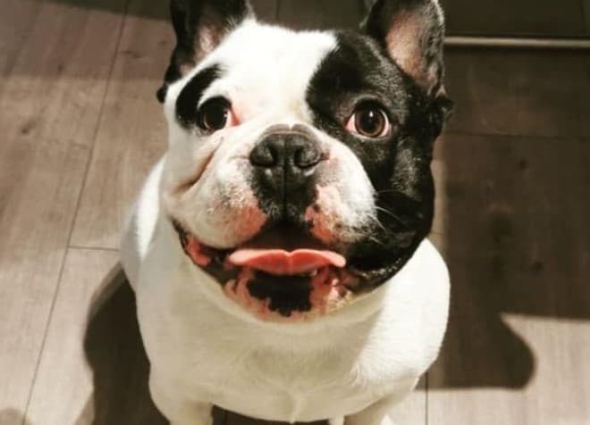 French bulldog reunited with owner following hammer attack in Cork French bulldog reunited with owner following hammer attack in Cork