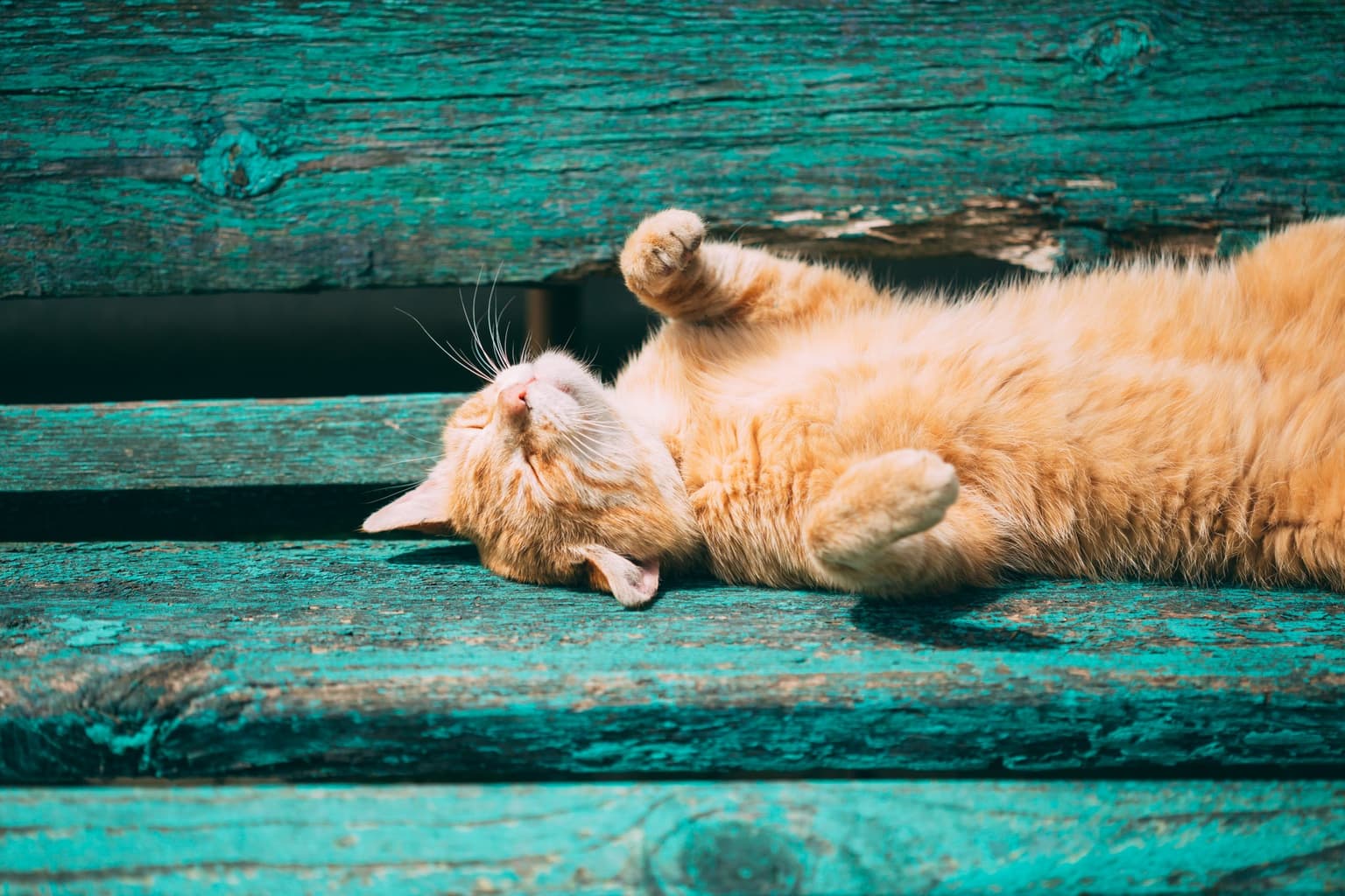 Pet owners warned about sun as Irish cat has ears amputated