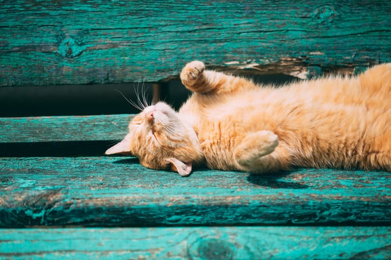 Pet owners warned about sun as Irish cat has ears amputated