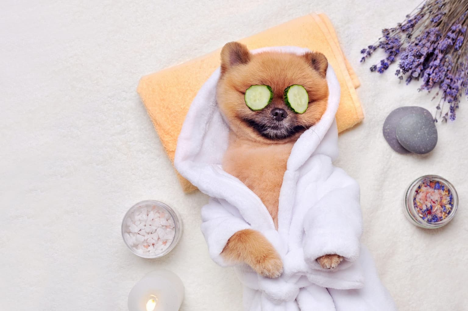 This luxury dog-friendly staycation will pamper you and your pooch