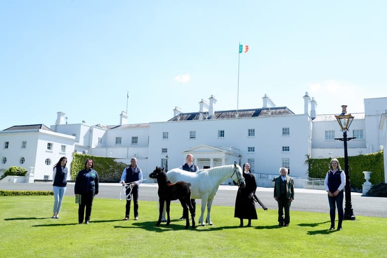 President Higgins welcomes two ponies to live at Áras an Uachtaráin President Higgins welcomes two ponies to live at Áras an Uachtaráin