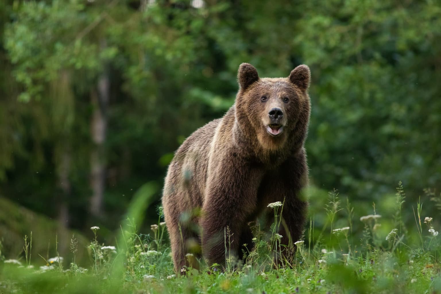 Viral TikTok shows the moment teen rescues dog from bear