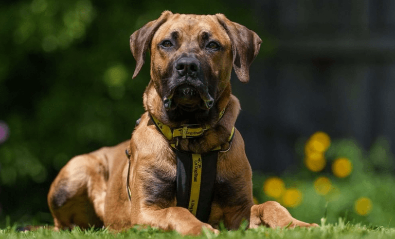 Dogs Trust seeking loving home for Mastiff with ‘Wobblers Syndrome’ Dogs Trust seeking loving home for Mastiff with ‘Wobblers Syndrome’