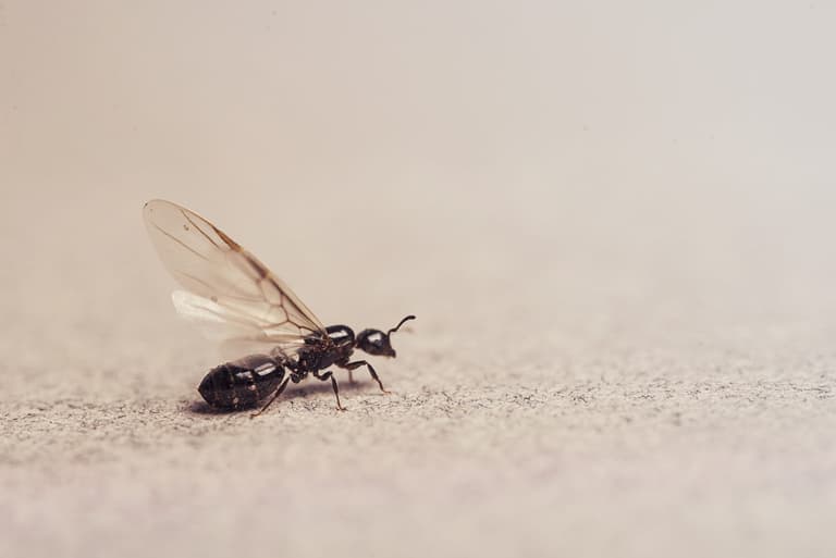 Irish public advised of top tips to avoid being pestered on ‘Flying Ant Day’
