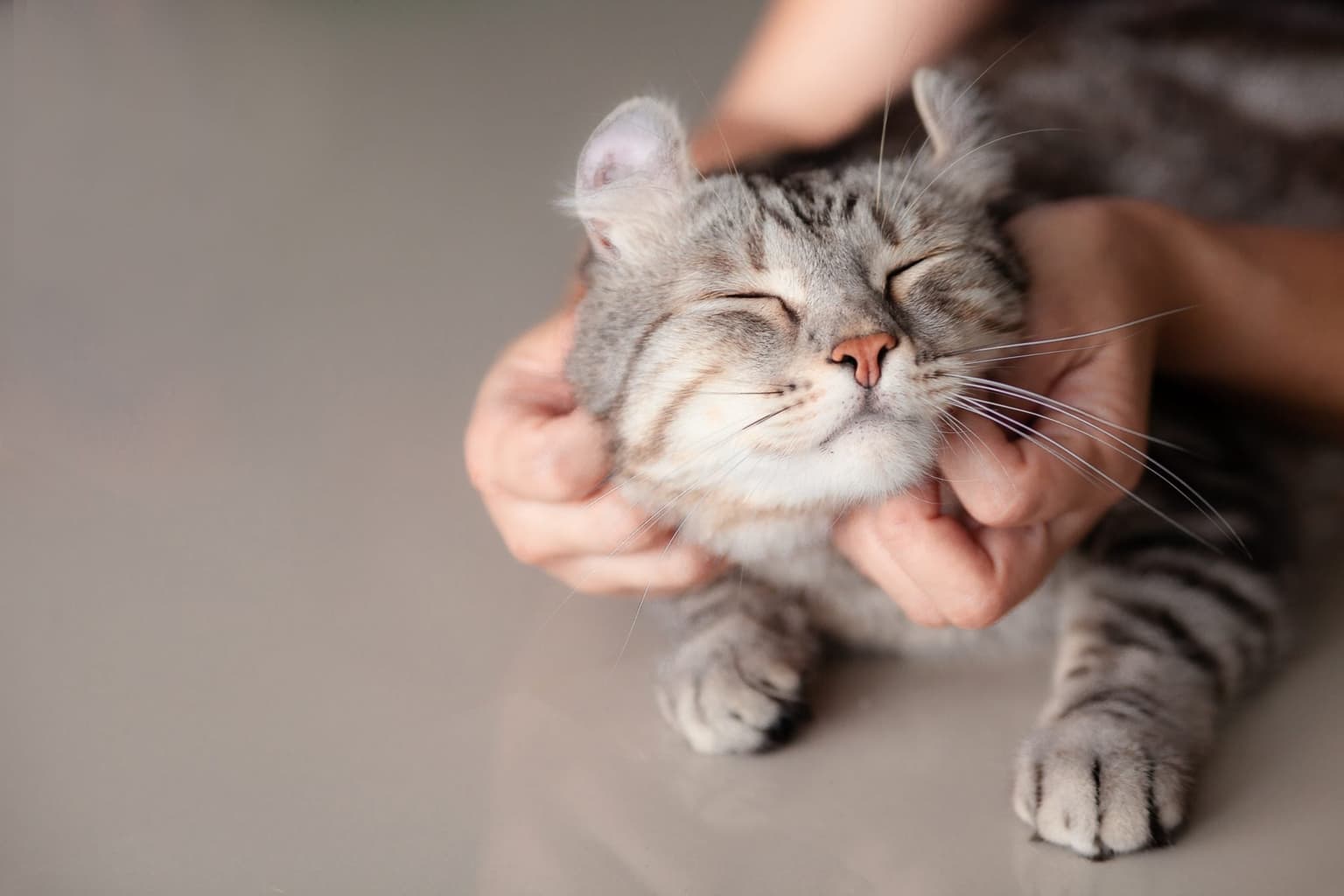 New study finds cats see their owners as parents
