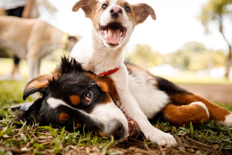 These dog breeds are the ones guaranteed to get you a swipe on Tinder