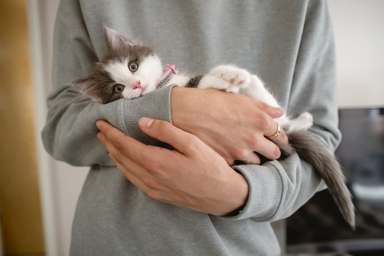 ISPCA issue urgent appeal for over 100 cats and kittens