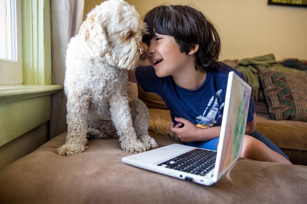 Cork school gets Ireland’s first classroom therapy dog to help ease pupils’ anxiety