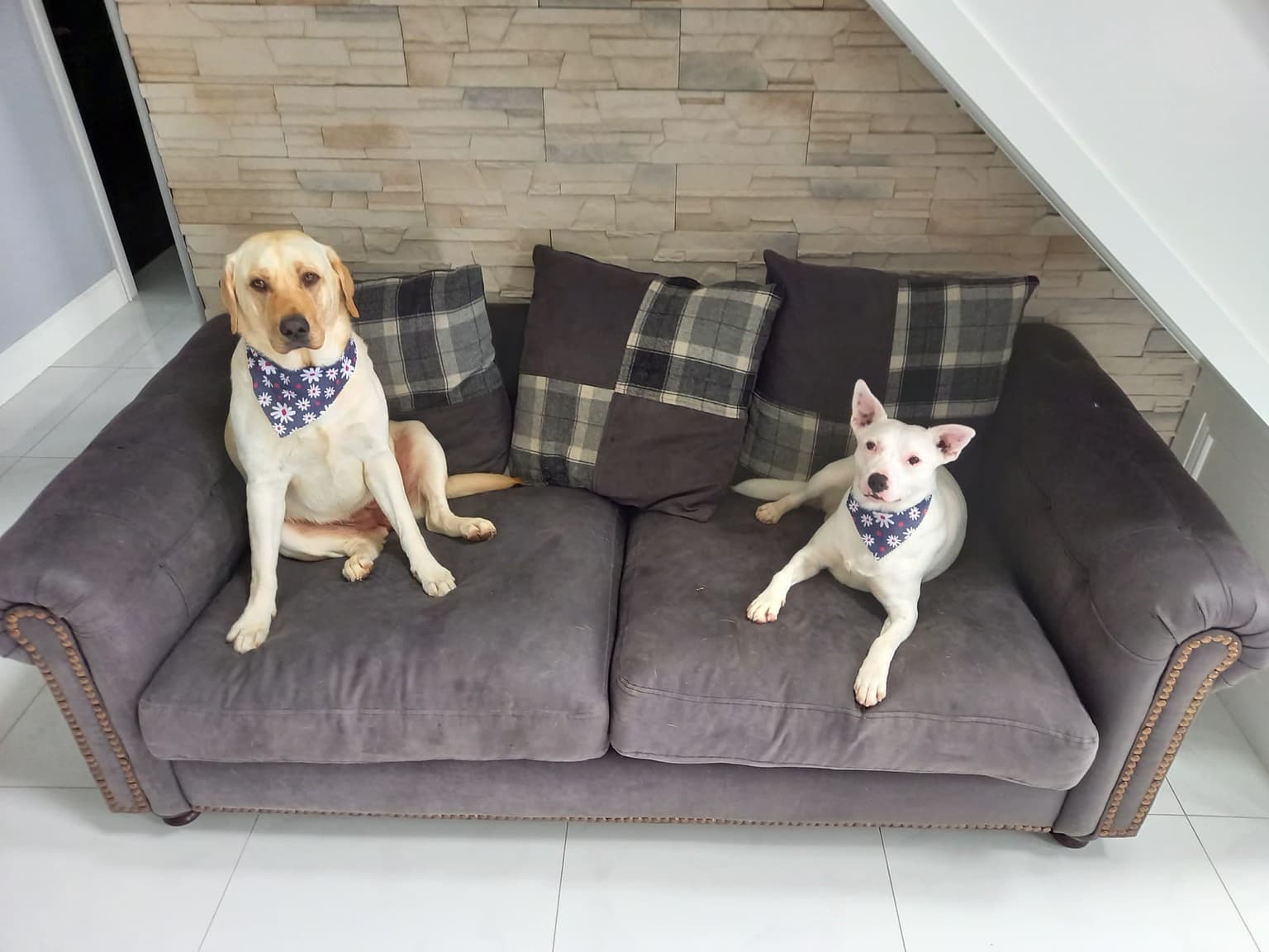 Donegal man banned from owning dogs for five years after neglect