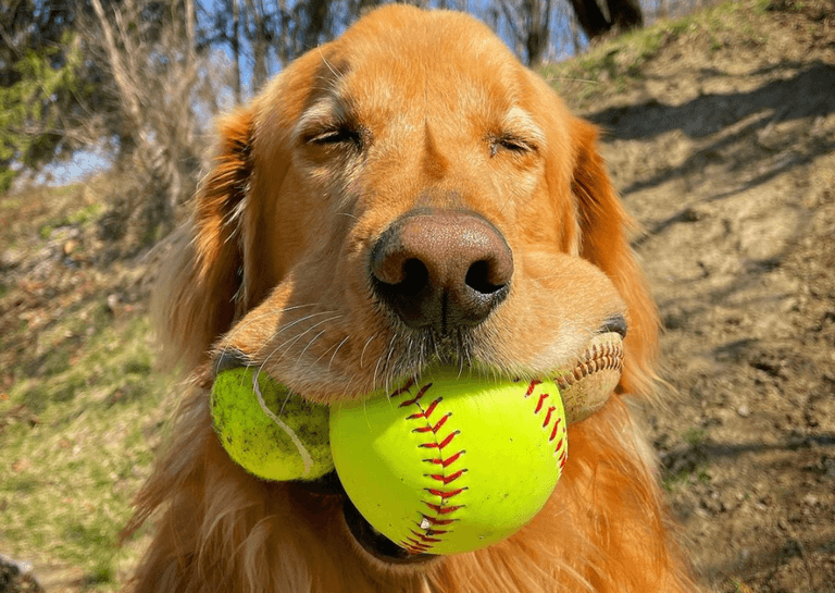 Golden Retriever breaks Guinness world record for most tennis balls in mouth Golden Retriever breaks Guinness world record for most tennis balls in mouth
