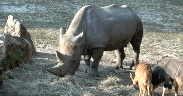 The world’s oldest white rhino has died in Italy