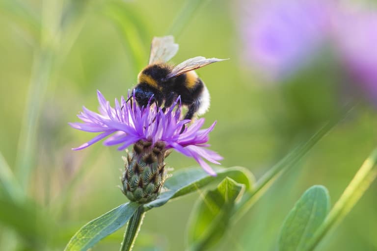 COMPETITION: Help save bees in Ireland AND win some amazing prizes at the same time COMPETITION: Help save bees in Ireland AND win some amazing prizes at the same time