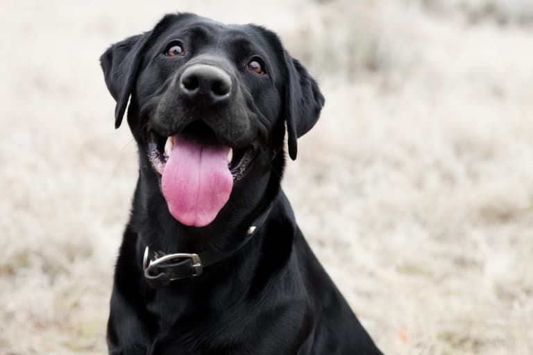 This dog has been trained to fetch its owner cocktails when it hears “gin o’clock”