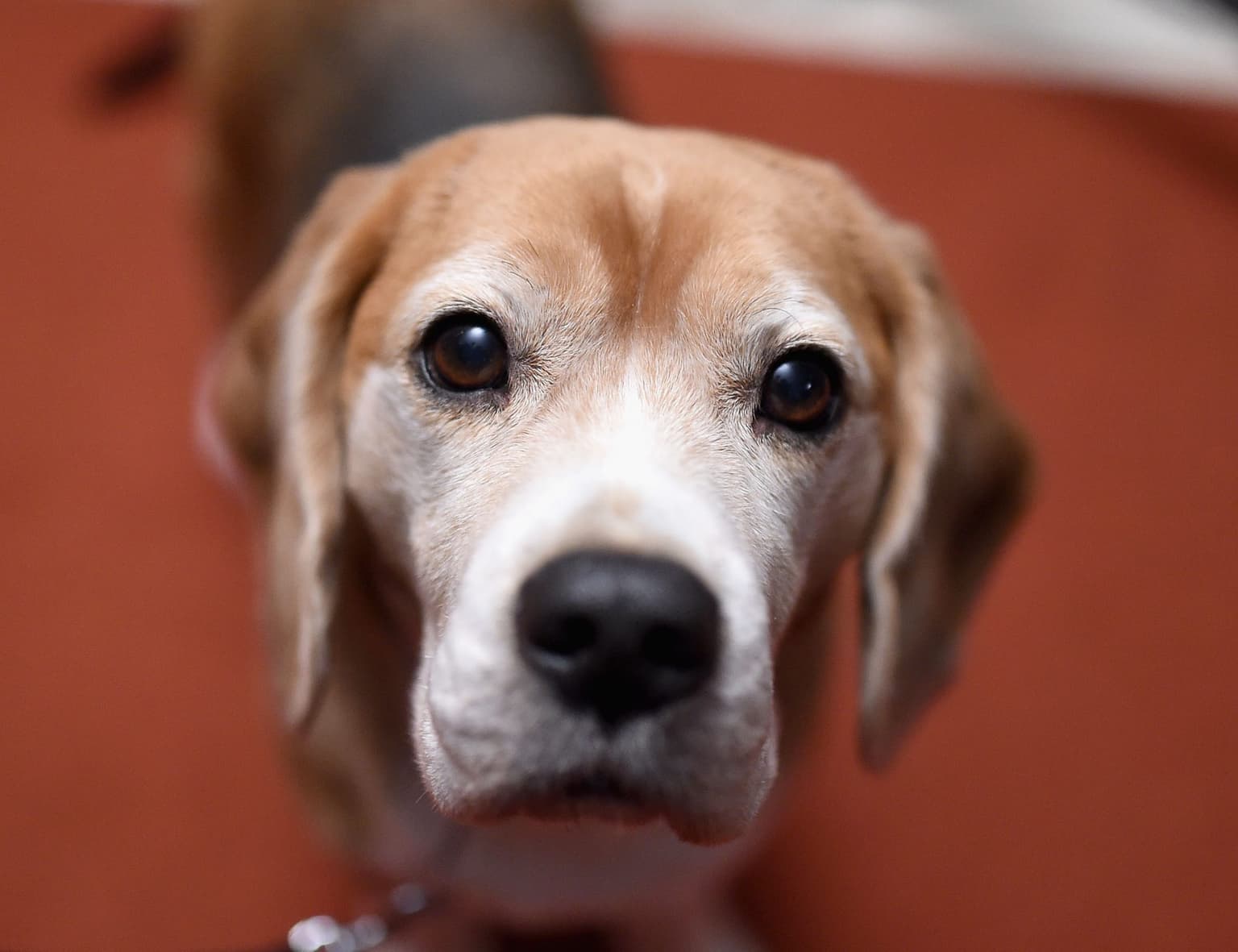 Pet dog catches Covid from its owner for first time in UK