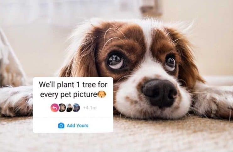 Who started the ‘plant one tree for every pet picture’ trend on Instagram? Who started the ‘plant one tree for every pet picture’ trend on Instagram?