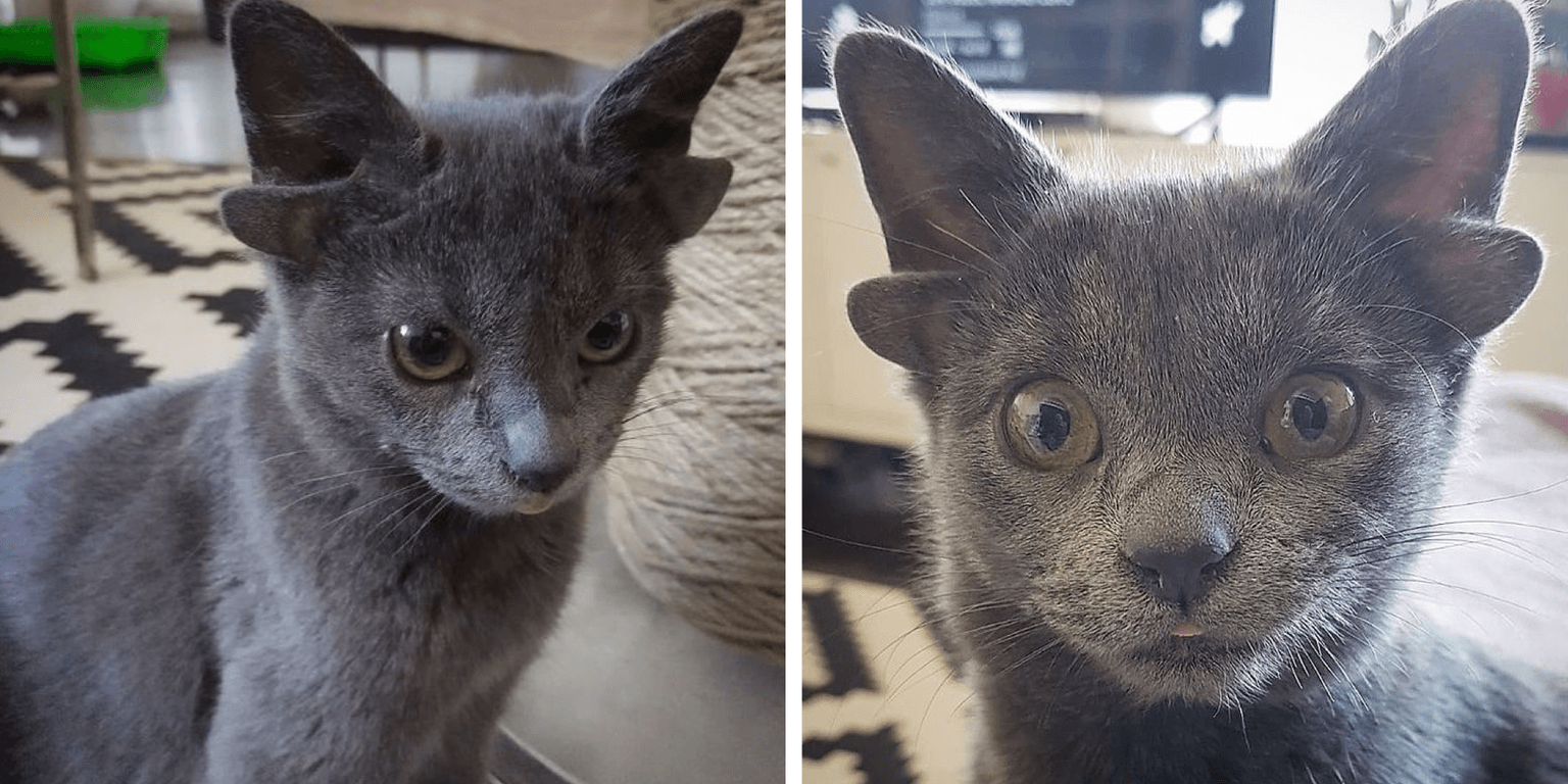 Adorable kitten born with four ears goes viral