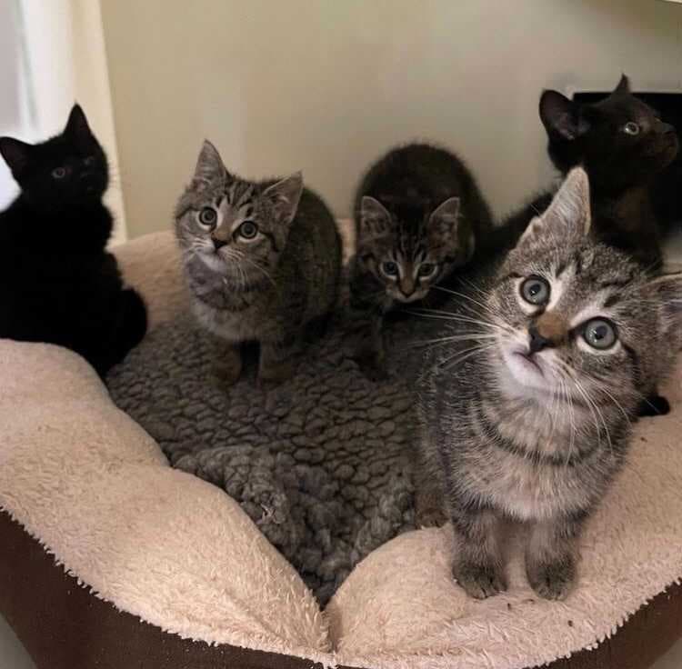 ISPCA say kittens dumped in Longford are “lucky to be alive” ISPCA say kittens dumped in Longford are “lucky to be alive”