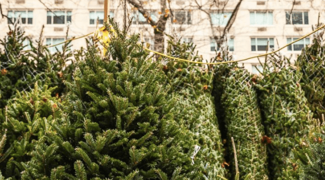 IKEA are giving out €15 vouchers when you buy a €30 Christmas tree