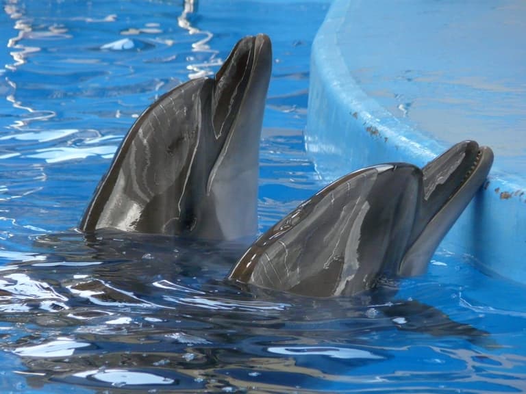Expedia bans holidays involving “cruel” treatment of dolphins and whales Expedia bans holidays involving “cruel” treatment of dolphins and whales