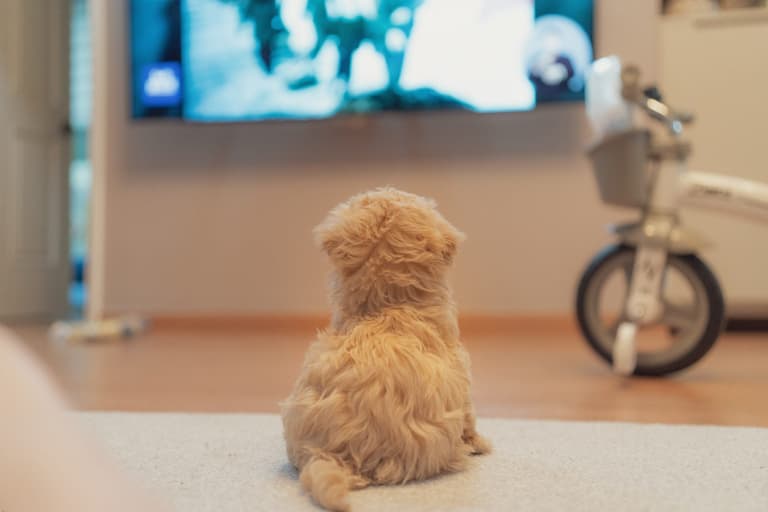 A TV channel just for dogs is coming soon A TV channel just for dogs is coming soon