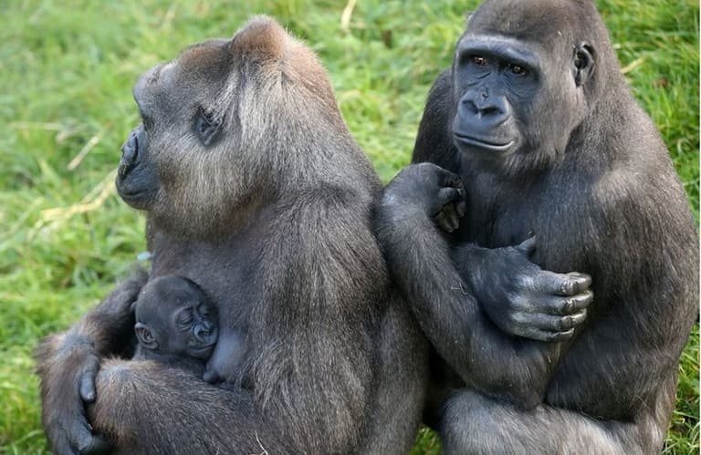 Belfast Zoo has welcomed baby endangered gorilla Belfast Zoo has welcomed baby endangered gorilla