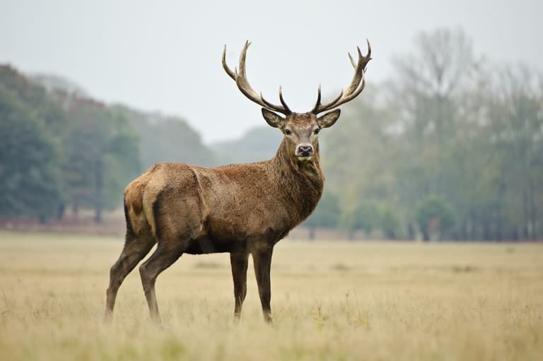 Woman hospitalised following stag attack in Co. Kerry
