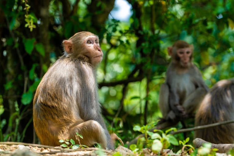 Elon Musk’s company faces animal cruelty claims over “invasive and deadly” monkey experiments Elon Musk’s company faces animal cruelty claims over “invasive and deadly” monkey experiments