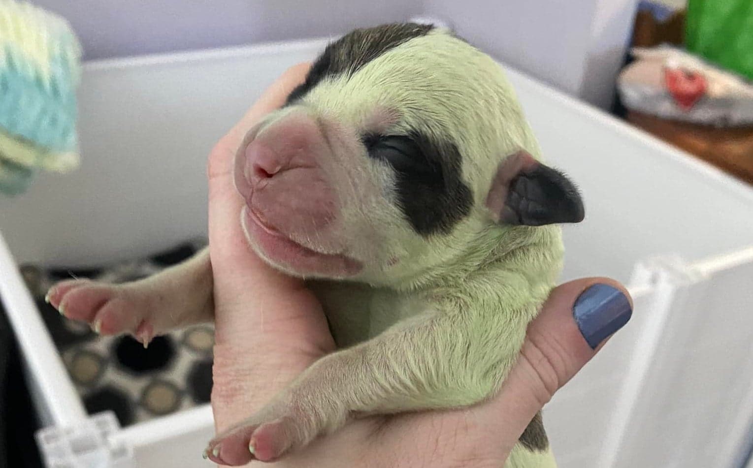 Owners in disbelief as dog gives birth to adorable puppy with green fur