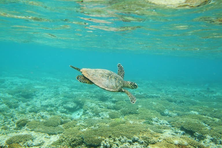 The Great Barrier Reef is suffering more “mass bleaching,” Australia says The Great Barrier Reef is suffering more “mass bleaching,” Australia says