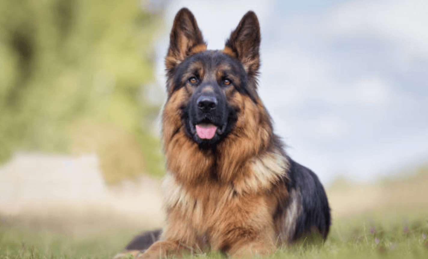 Father whose dog mauled 12 day old baby to death jailed for 4 years