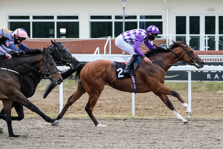 Two racehorses die after escaping from Dublin field Two racehorses die after escaping from Dublin field