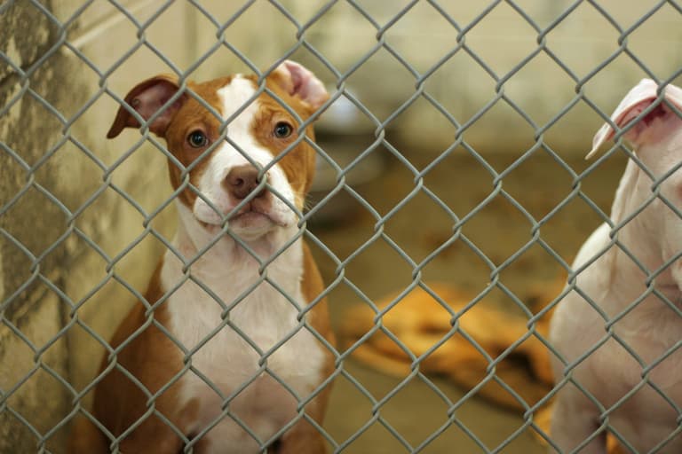 ISPCA rescue three dogs living in raw meat in Tipperary