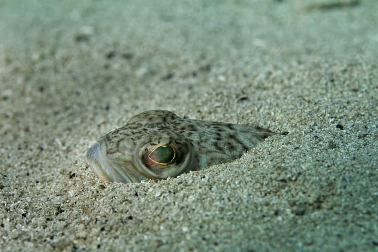 Sea swimmers warned about increase in weever fish stings Sea swimmers warned about increase in weever fish stings
